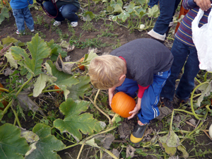 pumpkins3